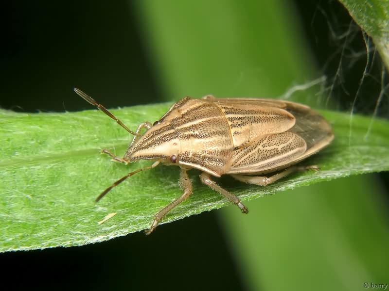 Aelia acuminata (Linnaeus, 1758)
